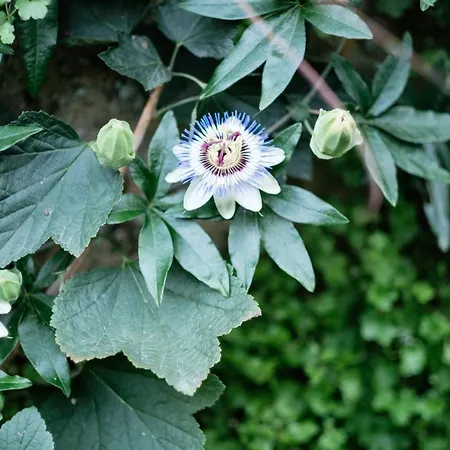 Rosa Et Al Townhouse 4*