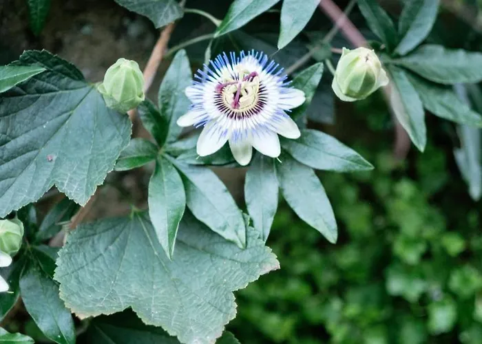 Rosa Et Al Townhouse 4*